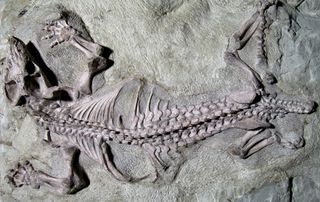the skeleton of the cynodont Galesaurus planiceps.