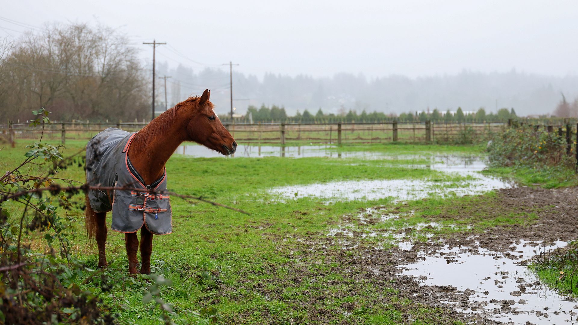 Horse in flooded field