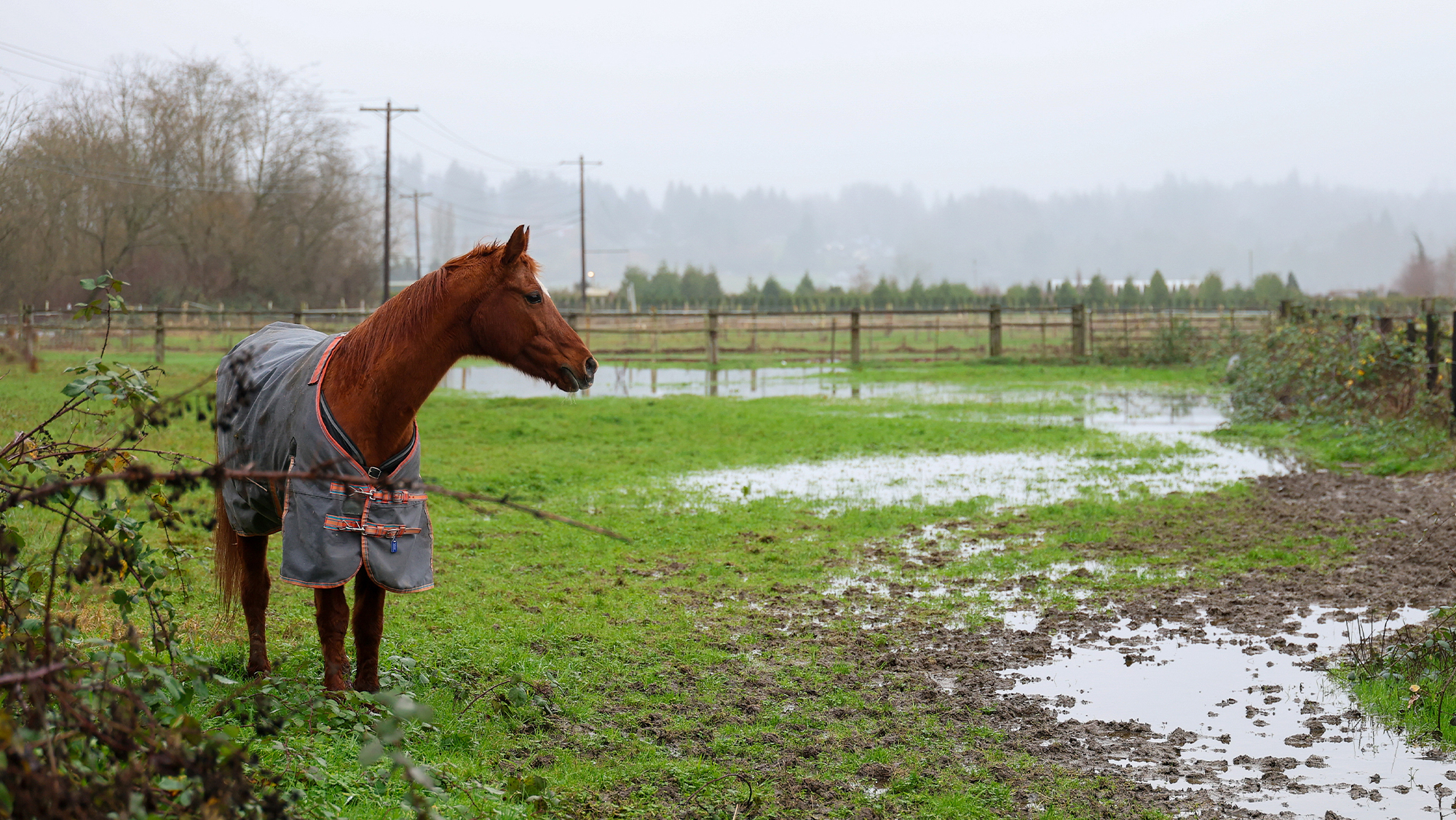 Horse in flooded field