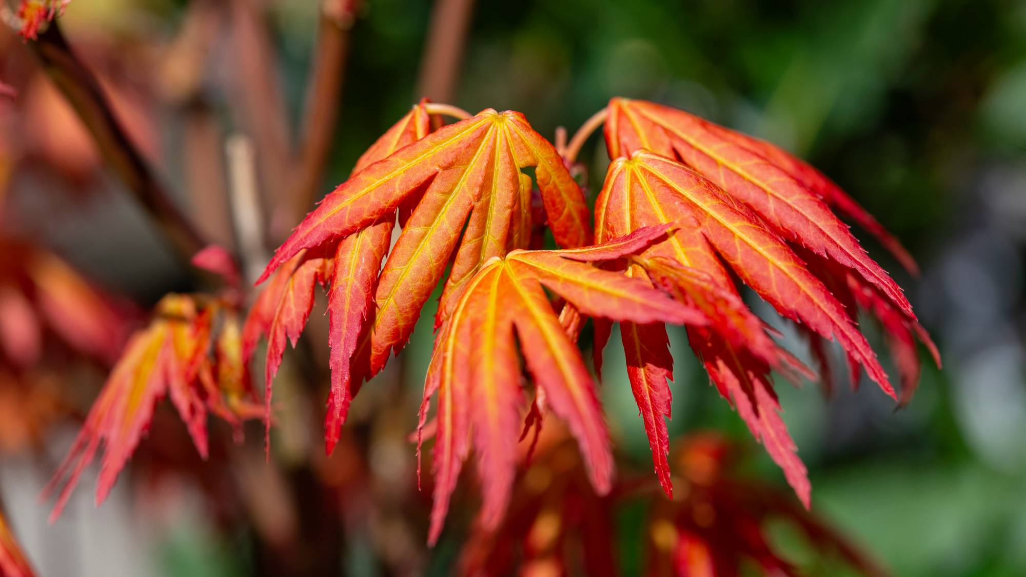 Close up of red and orange japanese maple leaves