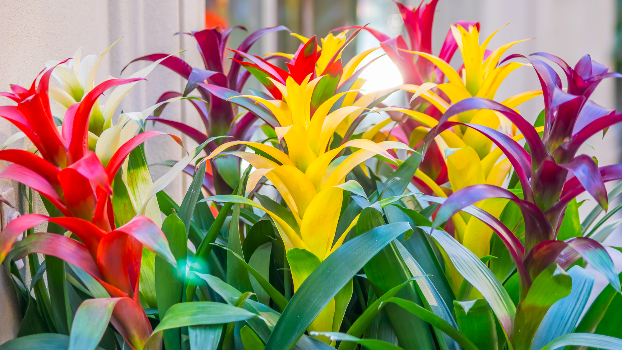 colorful bromeliads 