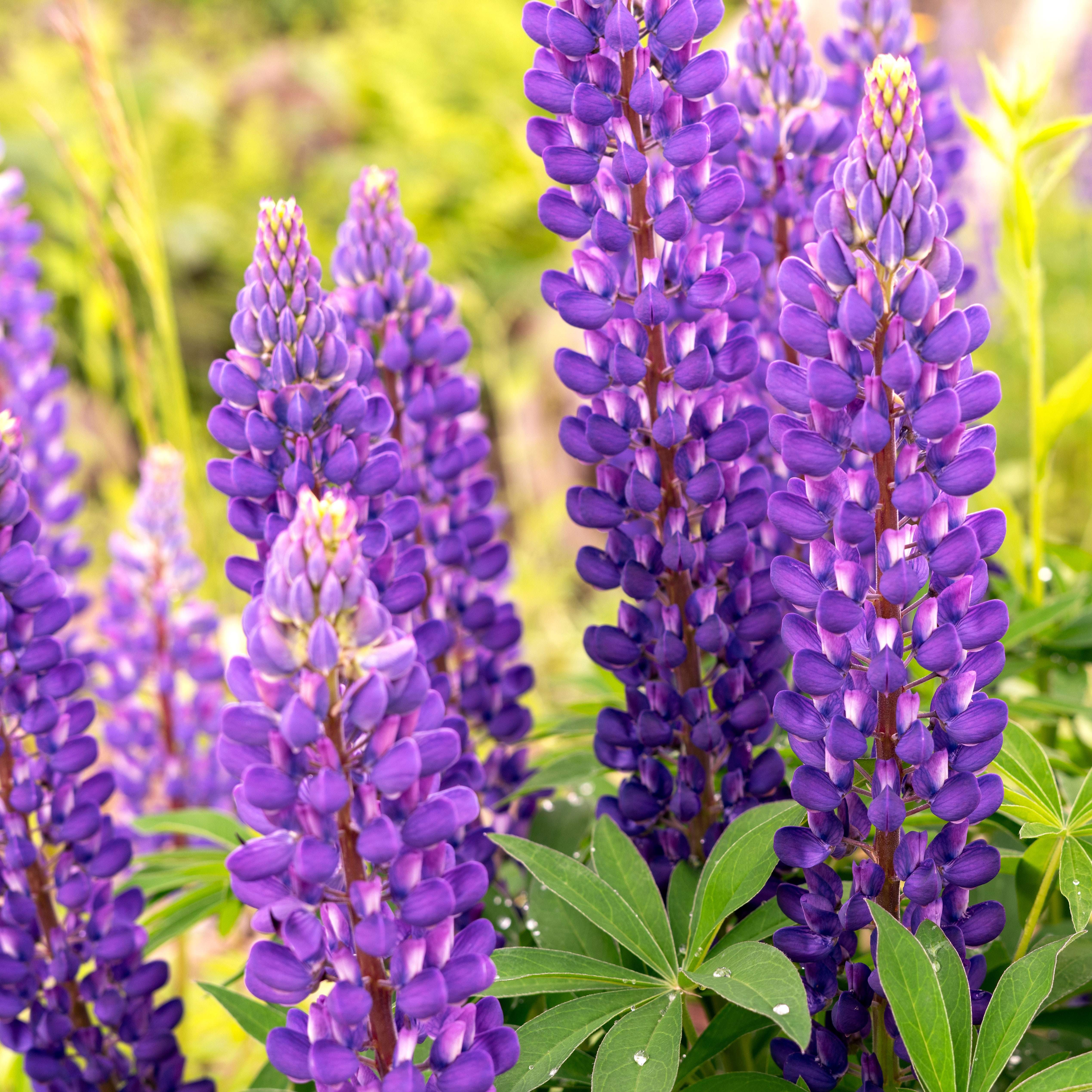 purple lupines in garden border
