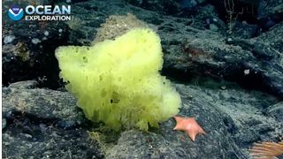 The real-life SpongeBob and Patrick side by side at the Retriever Seamount.