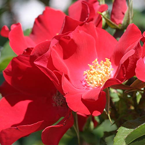 Heirloom Roses Rose Bush - Robusta Live Red Rugosa Rose Plant for Outdoor Planting