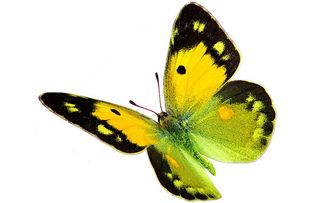 Dark Clouded Yellow butterfly