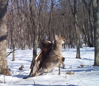 A golden eagle's unusual attack on a sika deer was recorded on camera in Russia's Lazovsky State Nature Reserve on Dec. 1, 2011.