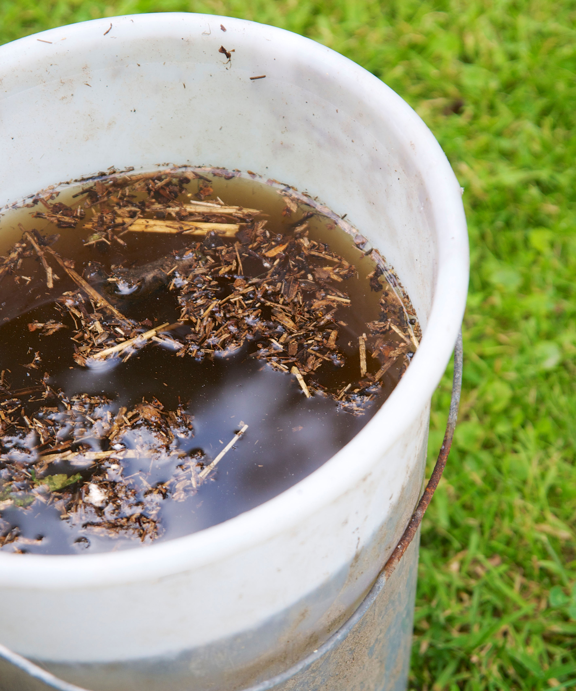 Compost tea in bucket