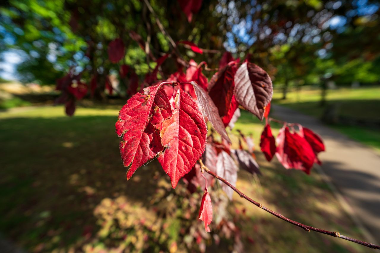 Viltrox AF 14mm f/4 Air example image