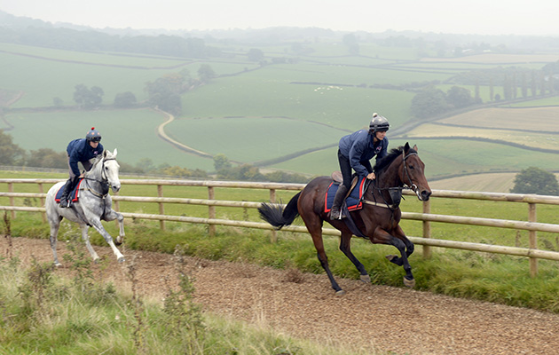 A gallop with a view