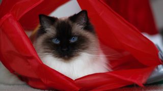 Ragdoll cat in red box