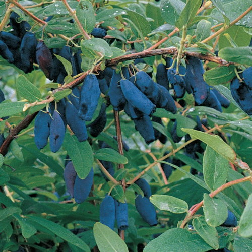 Honeyberry plants
