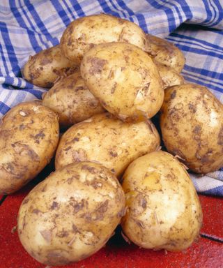 A pile of Nicola potatoes