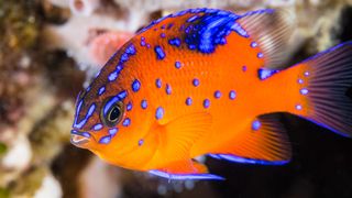 Underwater macro photo of a juvenile Garibaldi still sporting blue spots and trim before fully maturing into the iconic orange damselfish.