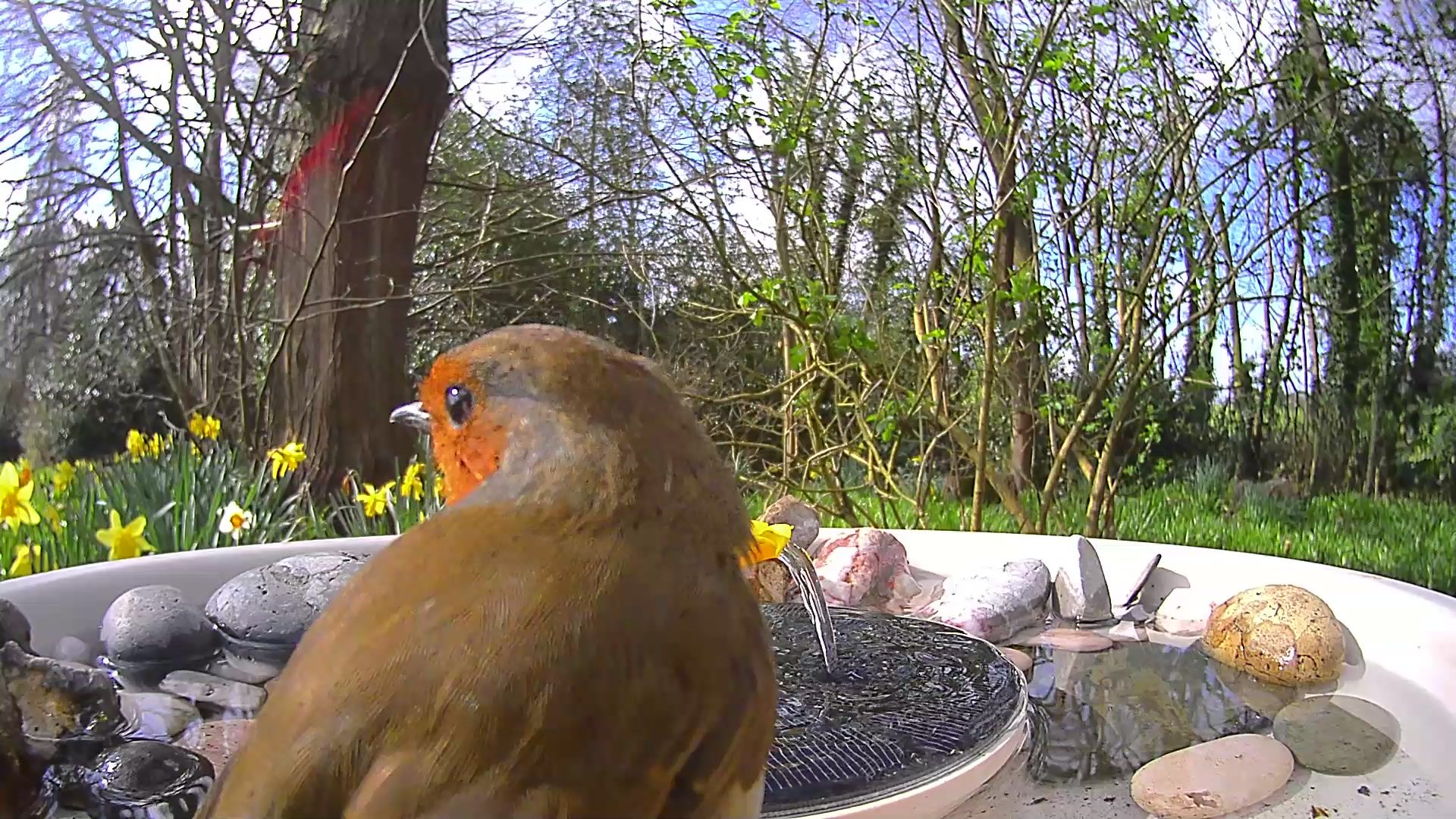 View from the Birdfy Bird Bath Pro's camera, set in a wild garden among trees, with a European Robin visiting the device