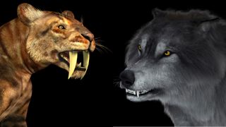a saber-tooth cat and a dire wolf on a black background