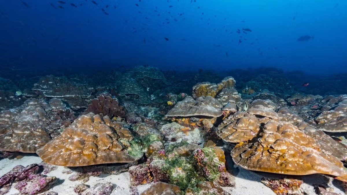 A coral colony sits beneath a dark blue ocean.