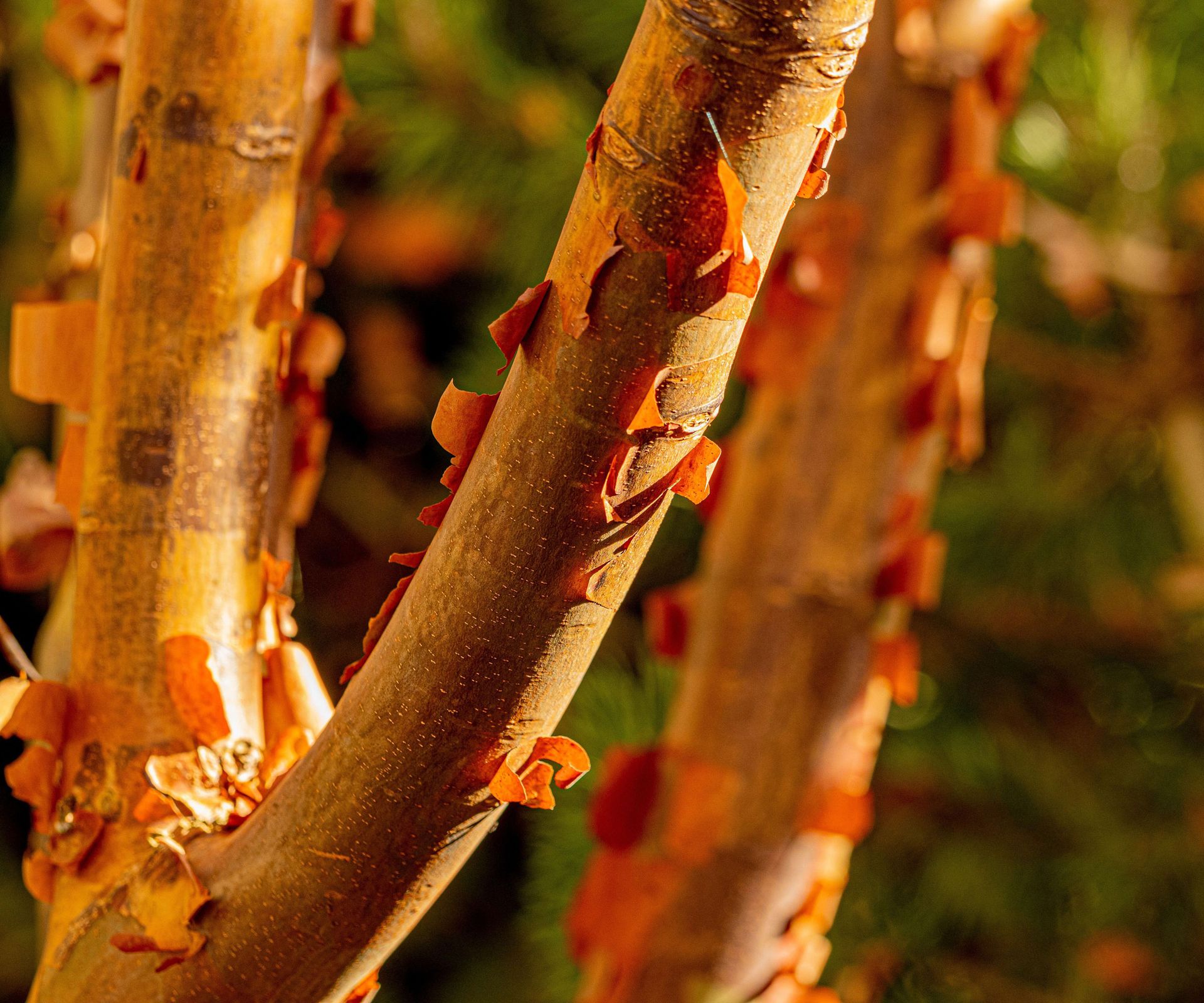 paperbark maple with peeling orange bark