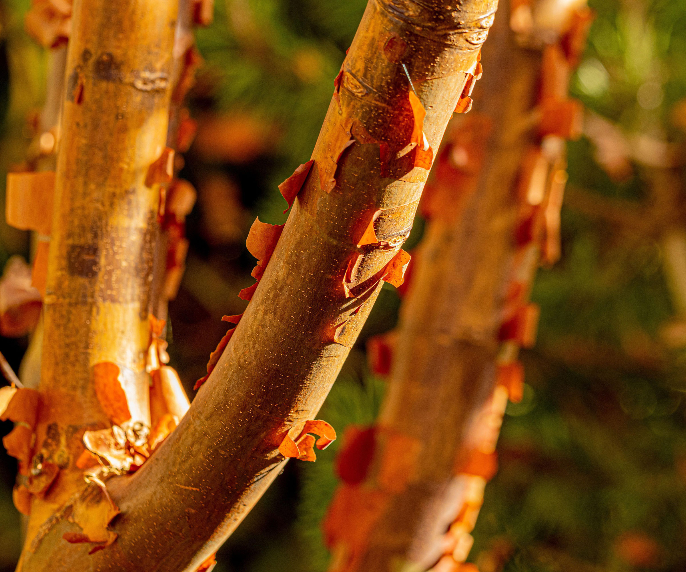 paperbark maple with peeling orange bark