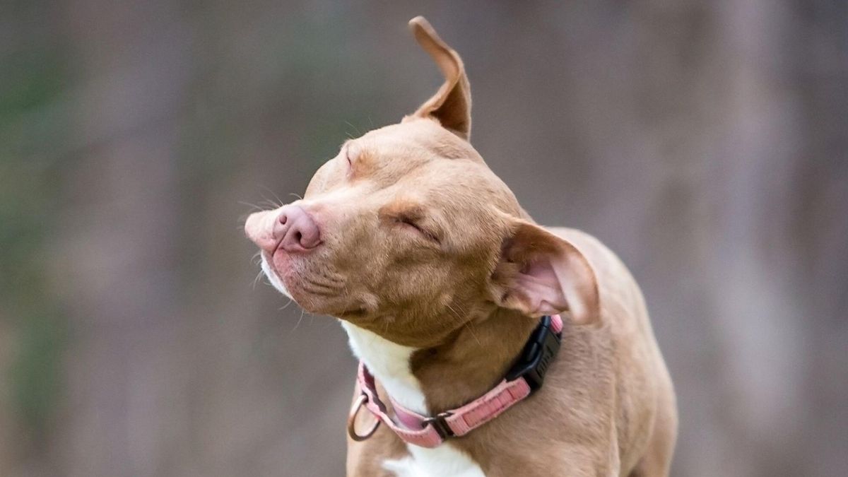 Dog shaking his head