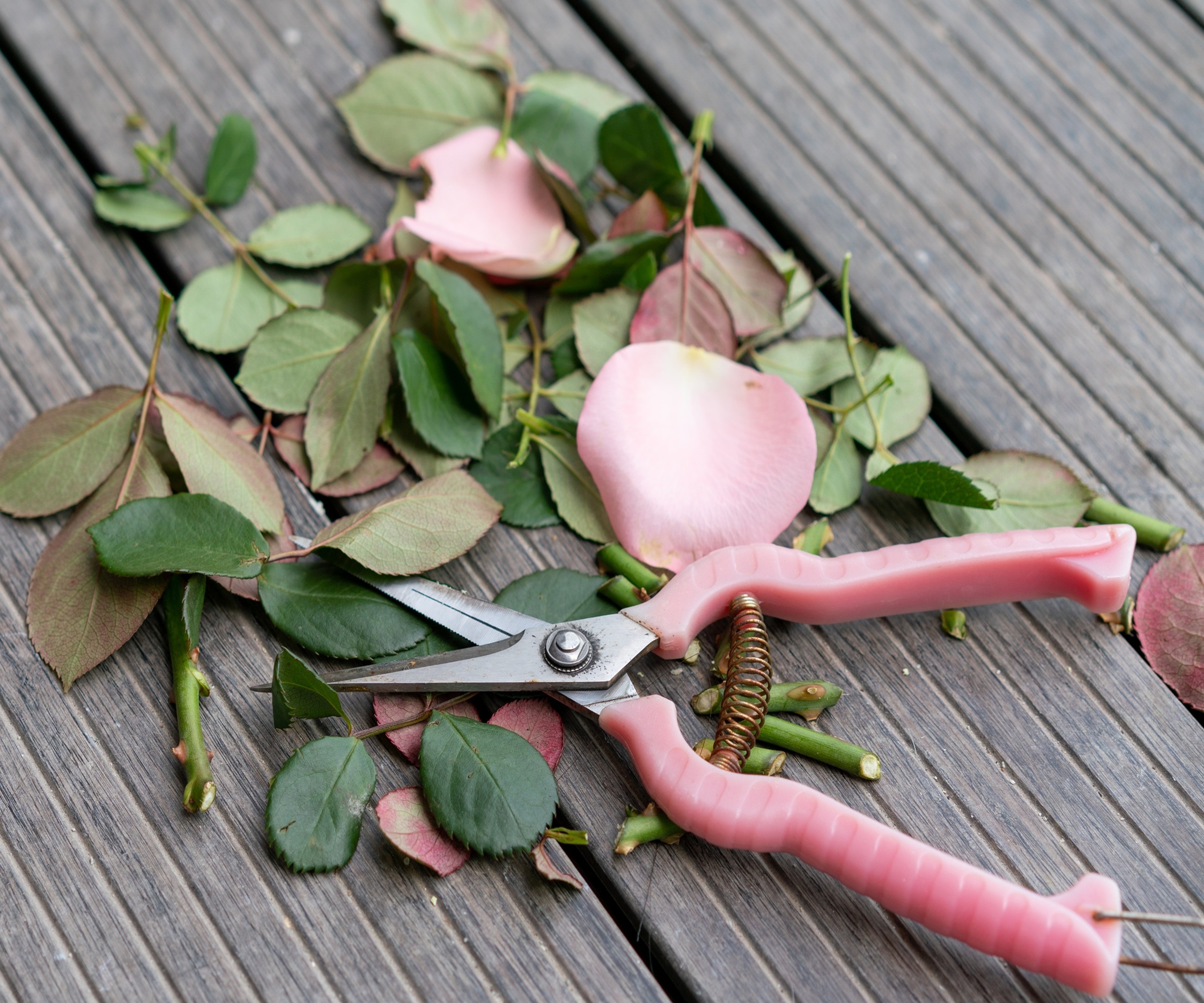 secateurs, rose clippings
