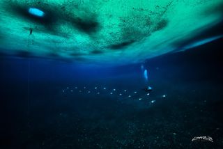 Antarctic Underwater Dive