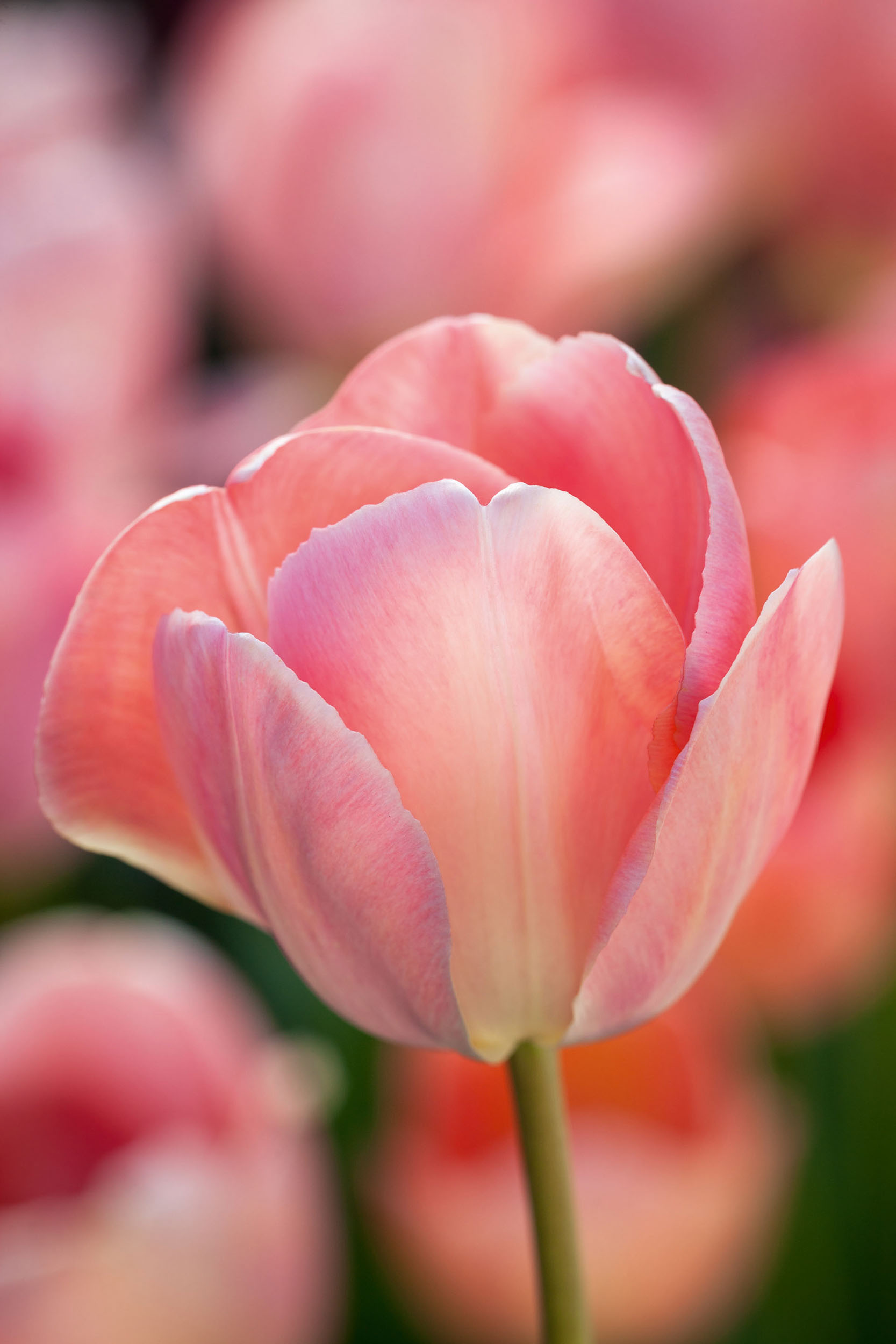Tulipa 'Mystic van Eijk'