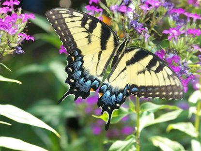 butterfly in garden