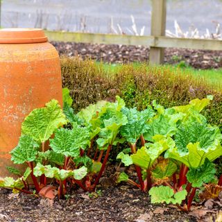 Rhubarb growing beside a large terracotta pot