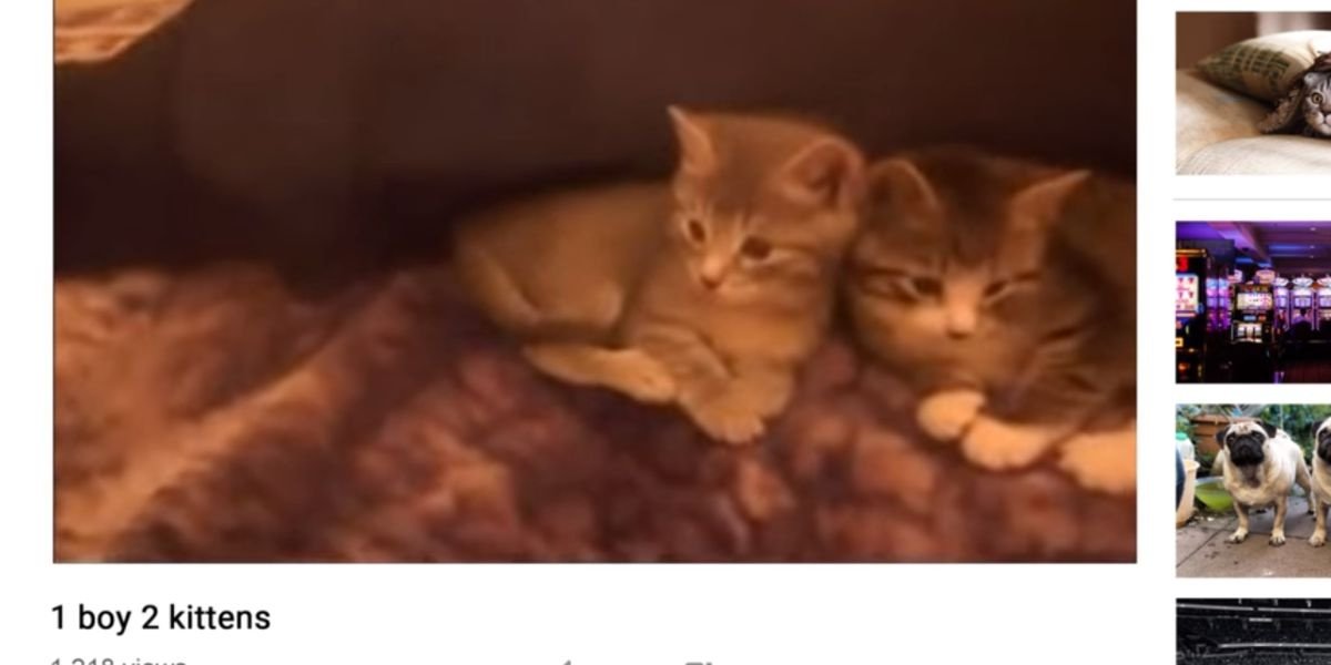 An example of what the boy would upload on YouTube in Don't F*** With Cats.