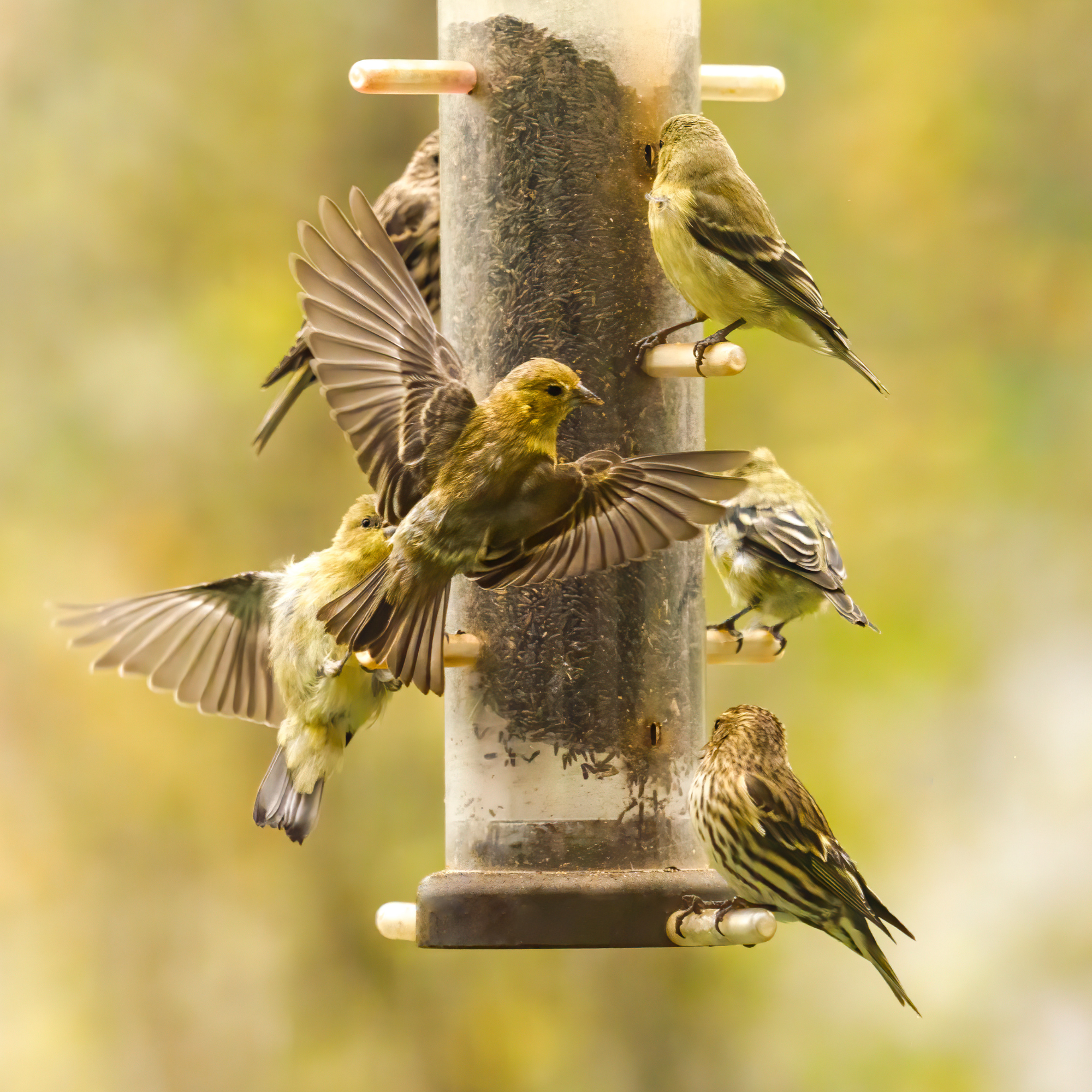 Gold finch perched on a bird feeder with another flying in to get a spot. In the Willamette Valley of Oregon. Has a soft, yellow defocused background.