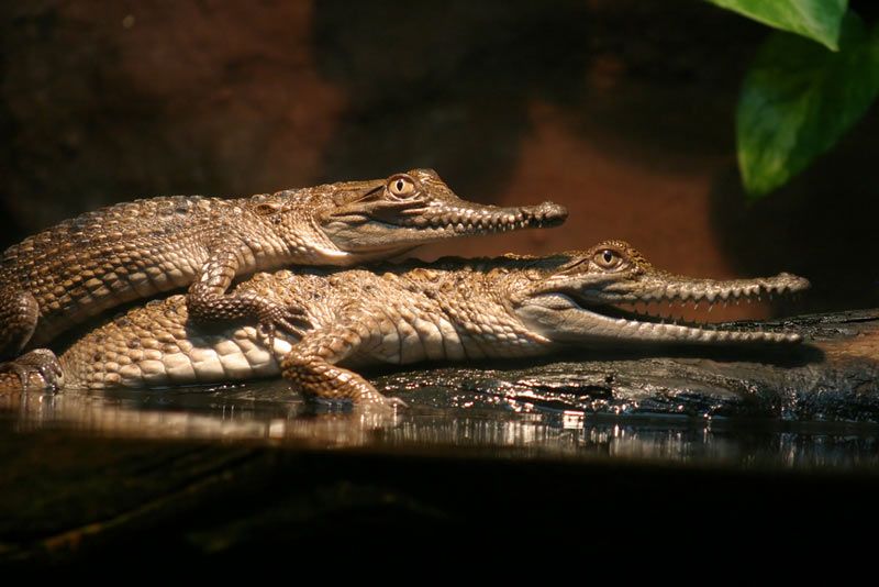 Animal Sex How Crocodiles Do It Animal Courtship & Mating Live Science