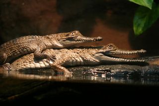 crocodiles mating in the water