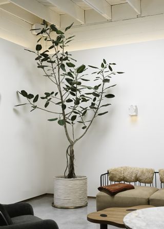 A gray planter in cement contains a beautiful, tall plant standing in a naturally lit living room furnished with modern decor.