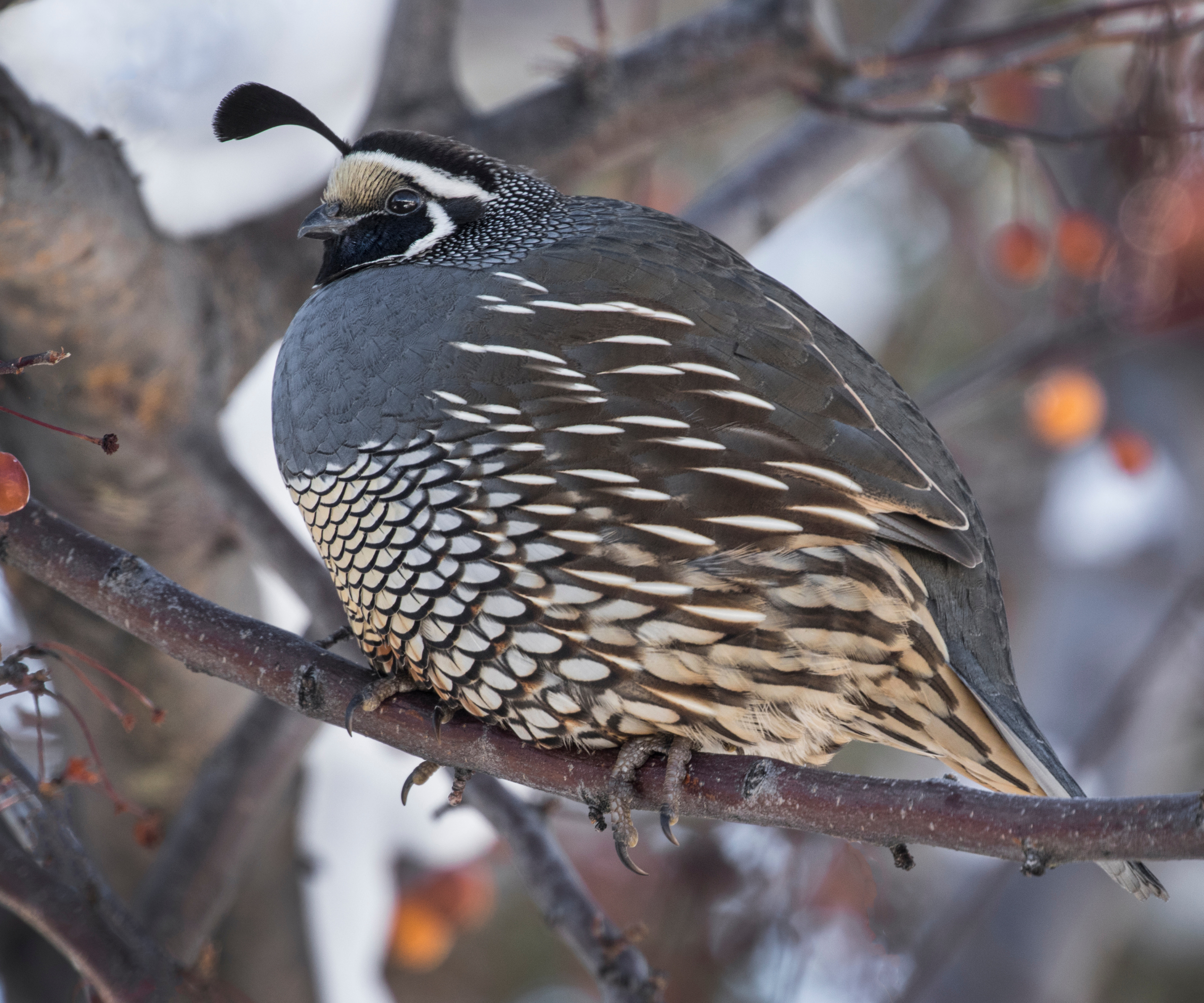 The state birds of the USA - California quail