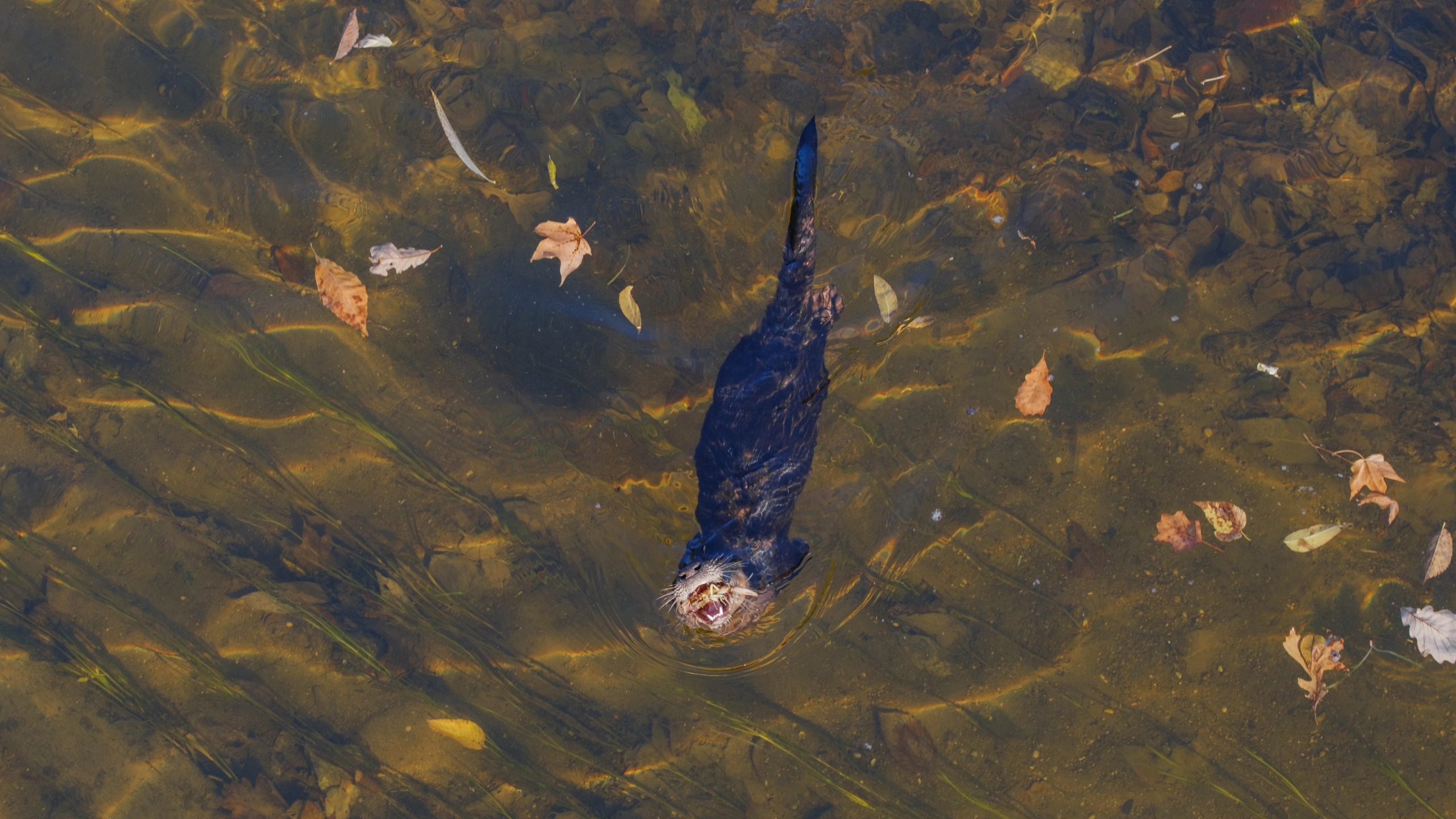 I was at the last location I would think to go to for wildlife photography when I spotted the once-rare river otter