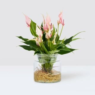 Pink lily in water jar 