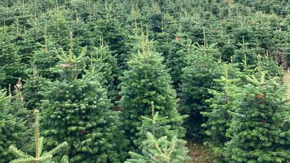 christmas trees growing in a field