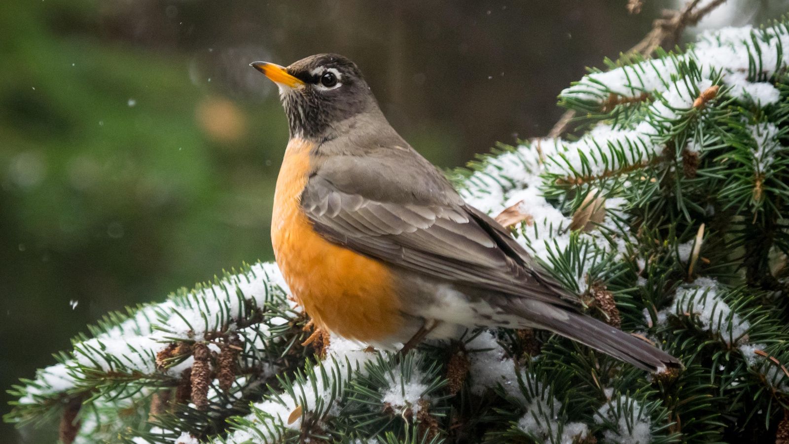 American Robins Go Crazy for This 1 Superfood That’s Probably Sitting in Your Pantry – Put It in Your Bird Feeder and They’ll Visit All Winter Long