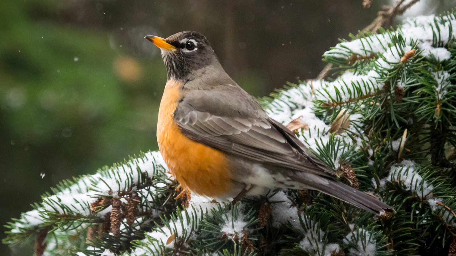 American robin perching on pine tree in snow