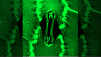 Microscope image of a stomata cell of a plant.