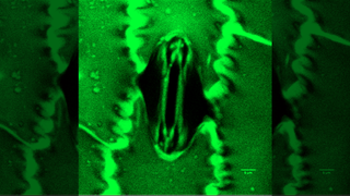 Microscope image of a stomata cell of a plant.