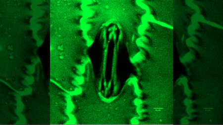 Microscope image of a stomata cell of a plant.
