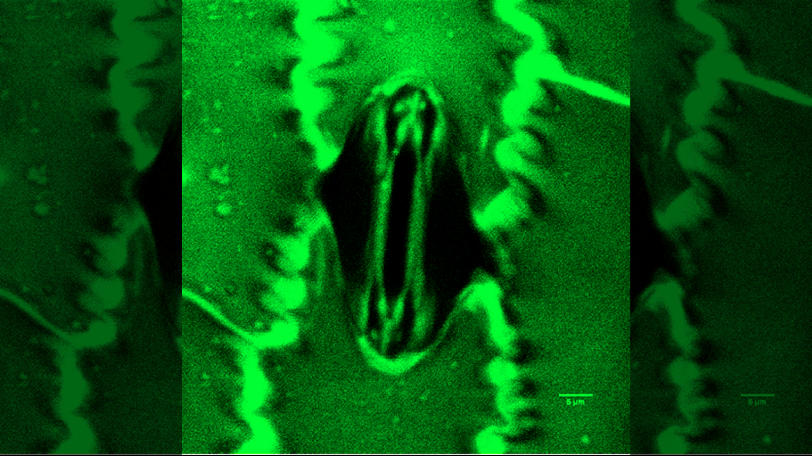 Microscope image of a stomata cell of a plant.