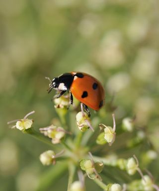 Ladybug on a flower