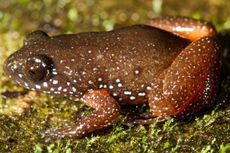 starry dwarf frog