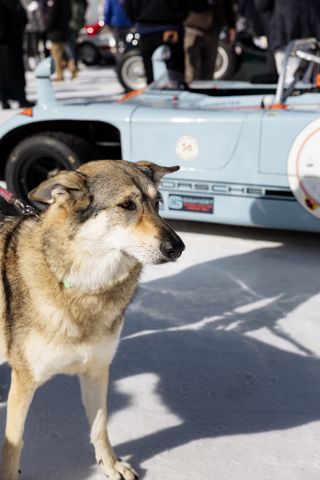 Big dog infront of blue car