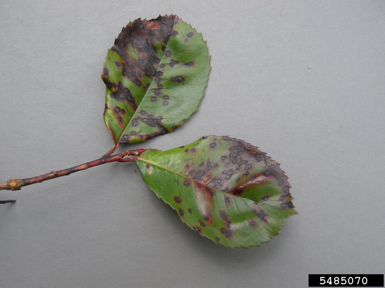 Leaf Spot Disease On Photinia Plant