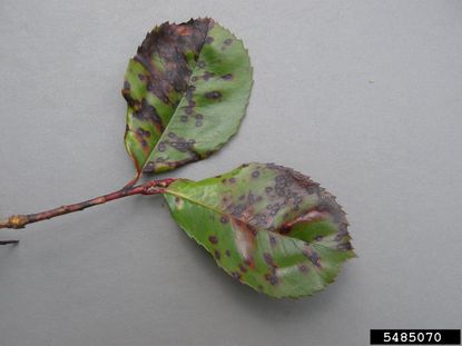Leaf Spot Disease On Photinia Plant