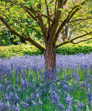 Beech tree surrounded by bluebells in a garden