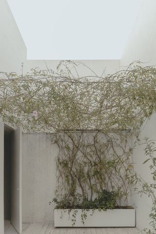Antonio Solá housing roof terrace with climbing plants